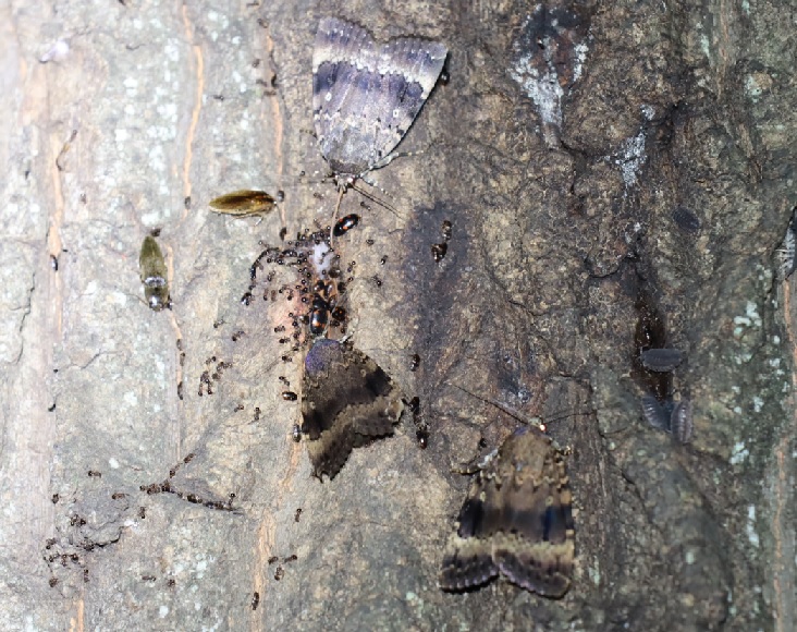 オオシマカラスヨトウ3匹_No．3のクヌギ_クワガタ達のオアシス _2023年6月16日20時55分気温22.5度